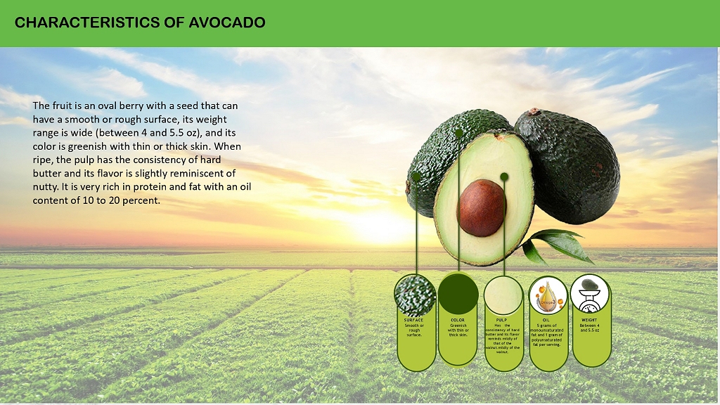 Avocado Aguacate Palta page 02